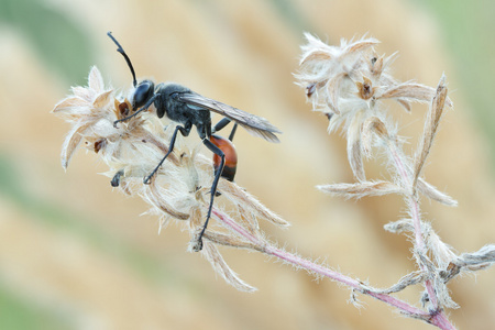 黄蜂 Palmodes occitanicus