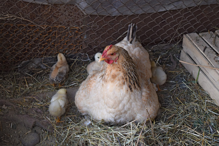 鸡妈妈带着鸡。 家禽在个别鸡舍。
