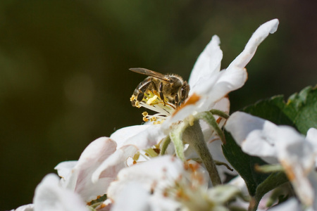 上一朵白色的樱花在春天的蜜蜂
