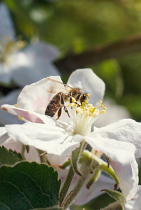 上一朵白色的樱花在春天的蜜蜂