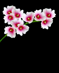 孤立在黑色背景上的锦葵属植物花