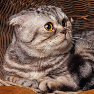与黄色的双色条纹猫的眼睛苏格兰折叠坐在木制的篮子里