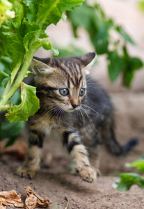 走在花园里的小猫