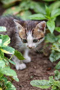 走在花园里的小猫