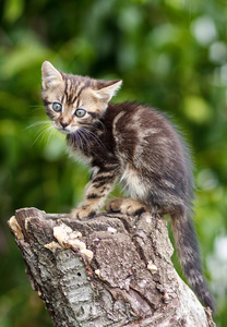 棕色的条纹可爱小猫正坐在一个树桩上