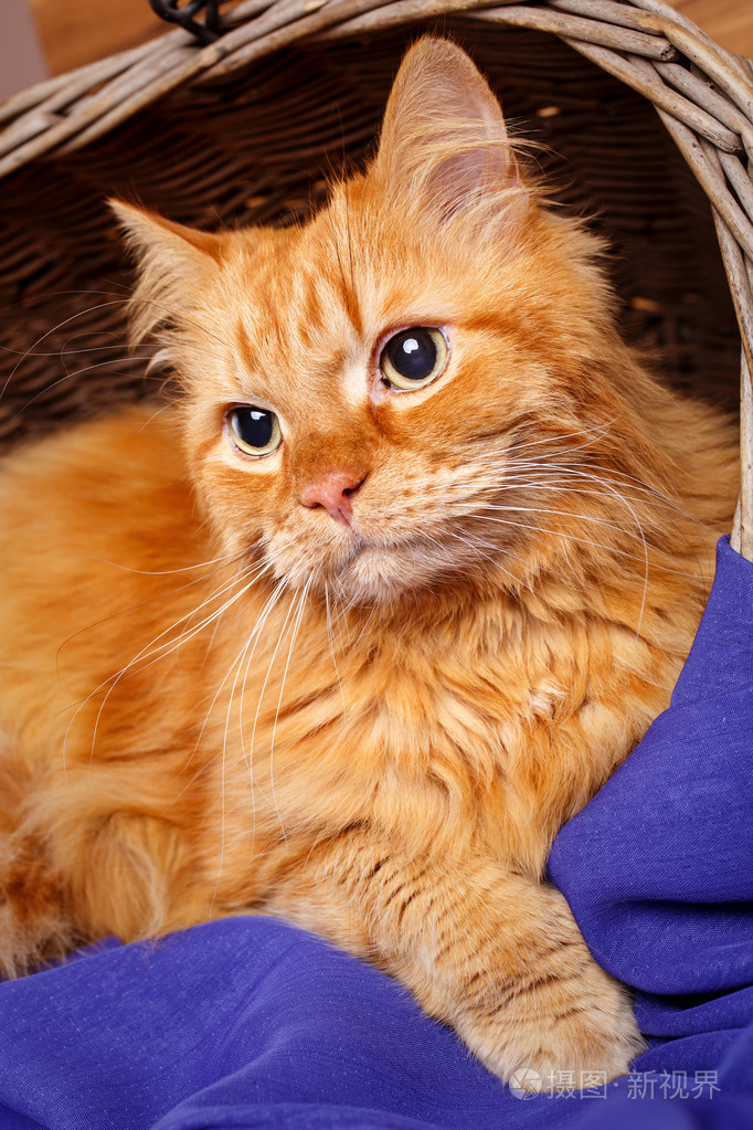 美丽的红发大猫关闭