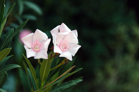 夏季粉红色花