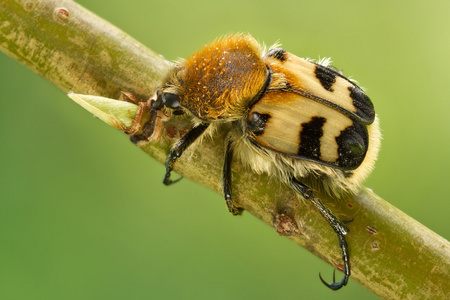 蜜蜂甲虫，Trichius 作用在树上