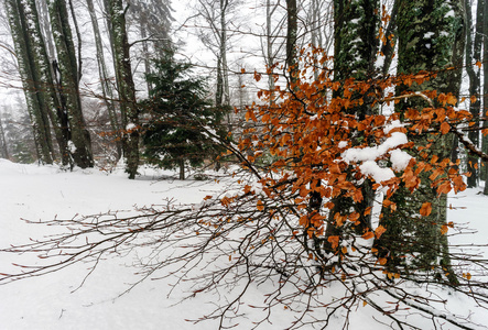 美丽的冬天多雪景观与雾