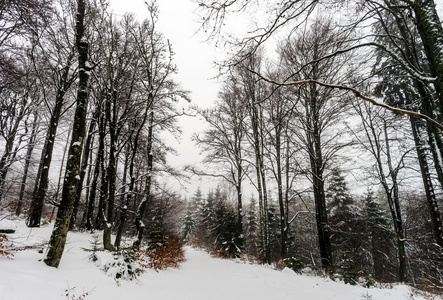 美丽的冬天多雪景观与雾