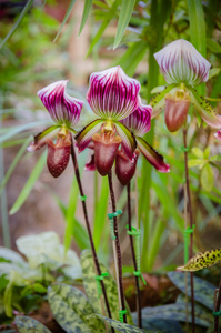 花园里的美丽兜兰兰花花