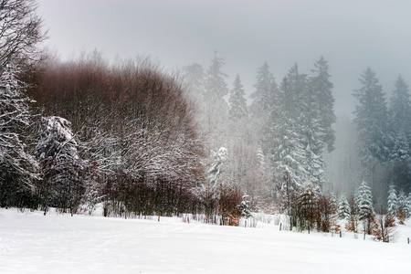 美丽的冬天多雪景观与雾