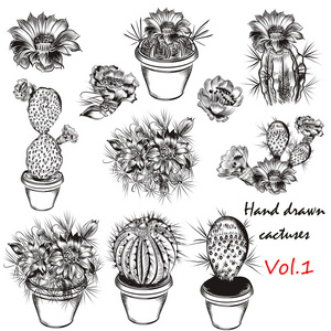 向量集的设计手绘仙人掌照片