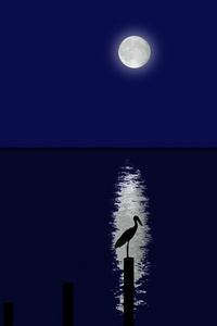 在海的月亮阴影