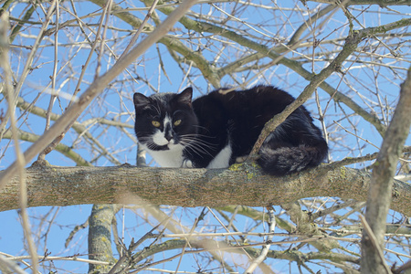 一棵树上的猫