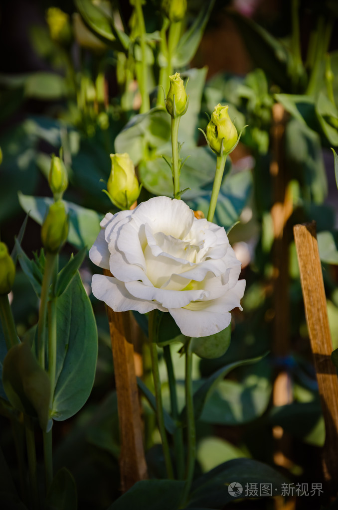 美丽的白玫瑰,在花园中