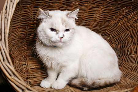 在篮子里的白色猫 sitaing