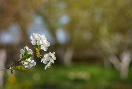 在树枝上的白色花开