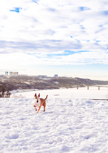 在冬季公园 Bullterrier 狗