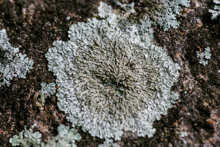 青苔在石头