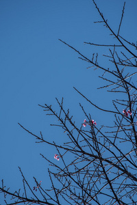 樱花在干燥的树与蓝天背景