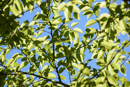 绿色叶子自然背景与蓝天