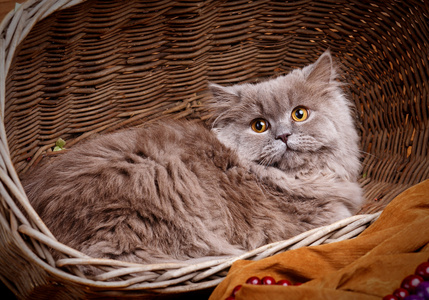 用黄色的眼睛在一个木制的篮子只灰色的猫