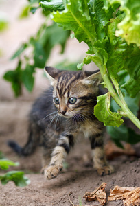 走在花园里的小猫