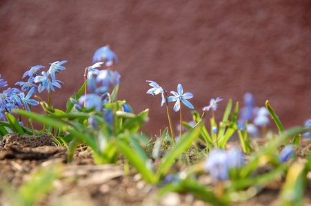 蓝色春天雪花