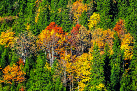 喀尔巴阡山脉。秋天的树林