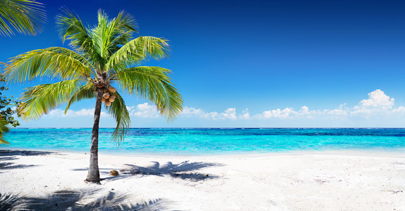 风景秀丽的珊瑚海滩与棕榈树