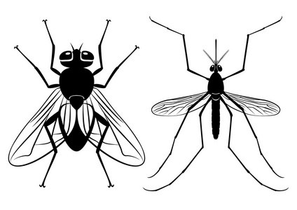 苍蝇和蚊子的向量轮廓