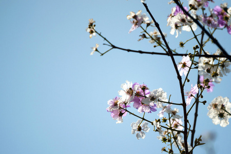 桃花树在春天的美丽的花朵