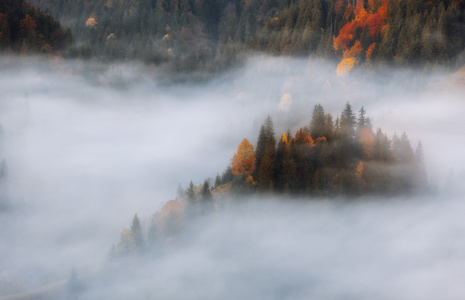 喀尔巴阡山脉。山在雾中，秋天的树林所覆盖