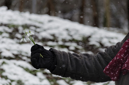 雪滴花在妇女手在冬天