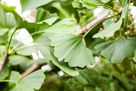 银杏树的叶子和细节