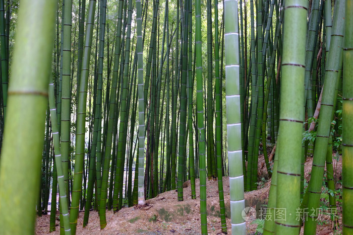竹子在森林中的很多
