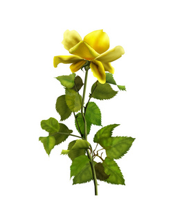 黄玫瑰隔离在白色背景上。黄玫瑰
