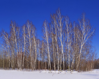 冬季的雪桦树林景观