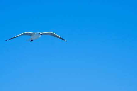 在蓝蓝的天空中的鸟图片