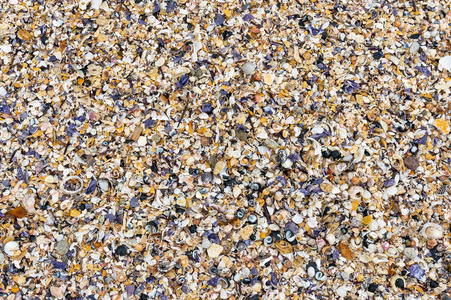 贝壳背景。上海滩夏天酒泉的许多海贝壳。