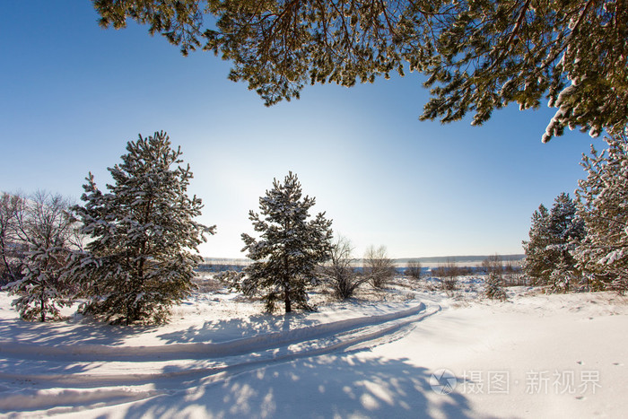 在草地上的松树在冬天的森林