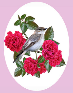 一朵红玫瑰枝上的灰鸟图片