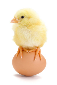 坐在鸡蛋上的新生小鸡