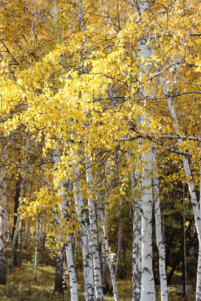 秋天的桦树在森林