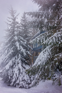 冬天雪覆盖了北卡罗来纳州山区的树木