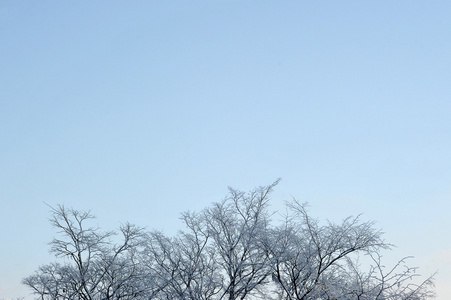 在赢的背景上的霜雪覆盖树枝