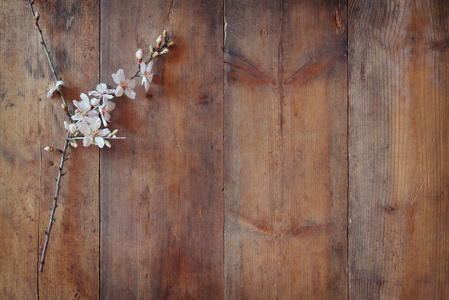 木制的桌子上春天白色的樱花树形象