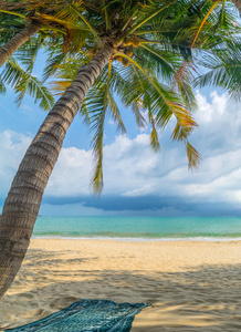 在沙滩上的椰子树