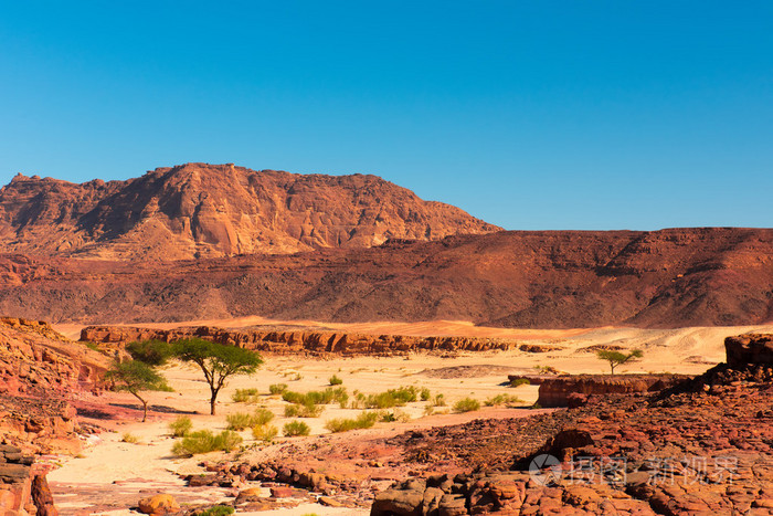 西奈沙漠景观
